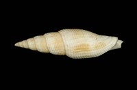 藏品(白筆螺)的圖片